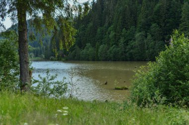  Göl ve ormanlı manzara