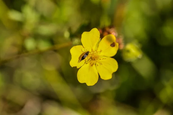 緑の黄色の花 — ストック写真