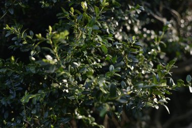  Arkaplanda yeşil bitki