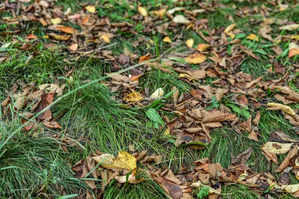 Hojas Otoño Bosque — Foto de Stock