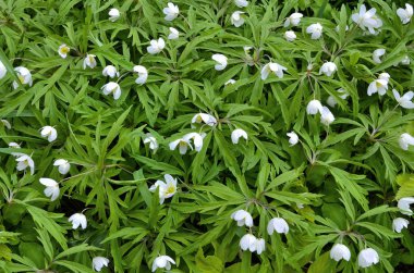 Güzel oyma yaprakları - erken bahar arka plan, doğanın güzelliği ile yumuşak beyaz kır çiçekleri kardelen anemone (Anemone sylvestris)