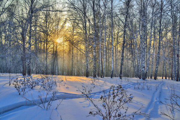 Winter Sunset in the birch forest. Golden beams of sunlight among white trunks of birch trees, snowy slope of hill with ski track