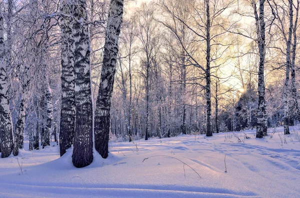 Západ Slunce Zimě Lese Břízy Růžový Slunečního Světla Mezi Bílými — Stock fotografie
