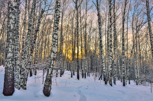 Zonsondergang Winter Het Forest Van Berk Gouden Zonlicht Onder Witte — Stockfoto