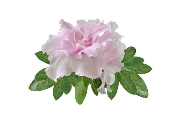 Delikat Ljus Rosa Azalea Blomma Rhododendron Med Blad Närbild Isolerad — Stockfoto