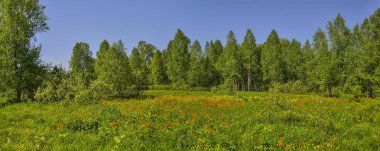 Summer panoramic view of rural landscape with blossoming forest glade or meadow. Wild orange flowers Trollius altaicus, Ranunculaceae flowering on spring field - golden siberian roses clipart