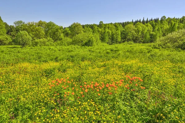 Lato Widok Wiejski Krajobraz Kwitnących Leśnej Polanie Lub Łąka Dzikie — Zdjęcie stockowe