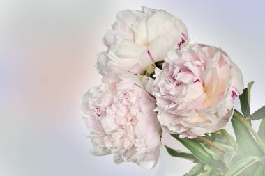 Yumuşak beyaz-pembe peonies metin için yer ile yumuşak hafif pastel arka plan üzerinde güzel buket. Çok romantik aşk kavramı