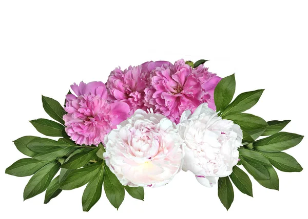 Bouquet Bellissimi Fiori Peonie Rigogliose Rosa Bianche Con Foglie Isolate — Foto Stock