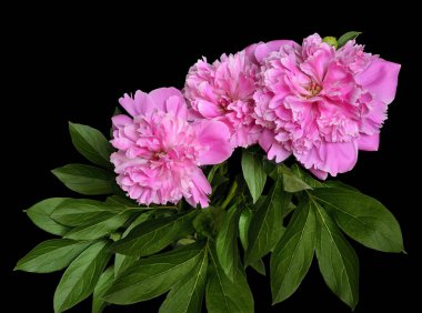 Güzel buket çiçekler pembe bereketli peonies siyah bir arka plan üzerinde - izole yaprakları ile bahar ya da yaz çiçek desenli