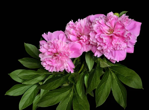 Güzel buket çiçekler pembe bereketli peonies siyah bir arka plan üzerinde - izole yaprakları ile bahar ya da yaz çiçek desenli