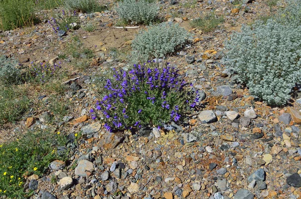 Medicinal herbs Sagebrush (Artemisia rutifolia) and blue flowers of Dracocephalum grandiflorum among sand and stones in steppe landscape of Altai mountains, Russia - natural summer background