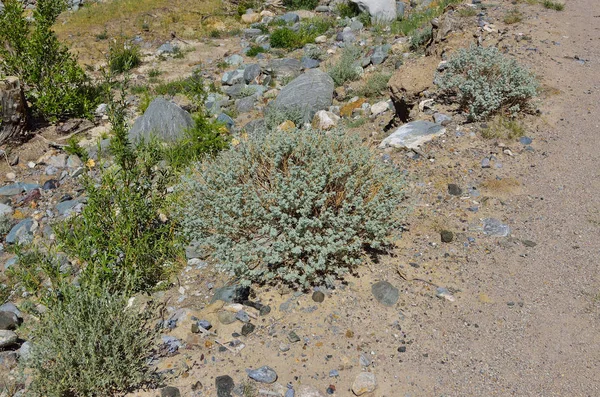 Şifalı bitki adaçayı (Artemisia rutifolia) kum ve taş bozkır peyzaj Altay Dağları, Rusya Federasyonu - doğal yaz arka plan arasında gümüş renkli yaprakları ile yuvarlak çalılar