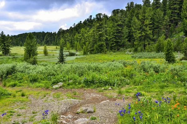 美丽的夏天风景在阿尔泰山 俄国与水晶小河 盛开的高山草甸与多彩多姿的狂放的花和针叶林在明亮的晴朗的天 — 图库照片