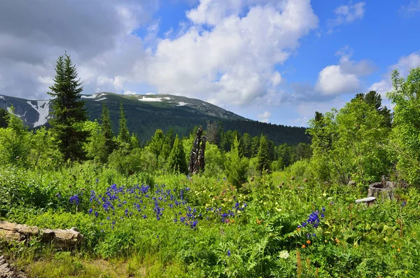 Malownicze Letnie Krajobrazy Kwitnący Alpejska Łąka Piękne Kwiaty Niebieski Orlik — Zdjęcie stockowe