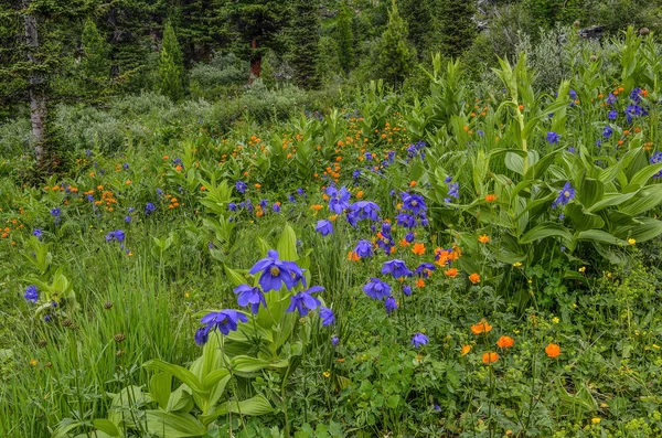 Picturesque floral summer background - blossoming alpine meadow with colorful wild flowers close up: blue aquilegia, orange buttercups and other herbs in Altai mountains, Russia