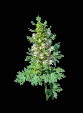 Çiçek açan motherwort veya Leonurus cardiaca - izole siyah bir arka plan üzerinde tıbbi bitki. Diğer adları: atmak-otu, aslan'ın kulak ve aslan kuyruğu, hammadde eczacılık için