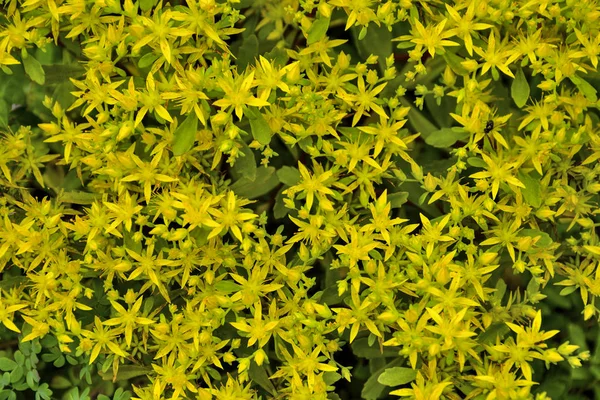 Beautiful golden flowers of succulent and medicinal plant Sedum hybridum (family Crassulaceae) close up - natural floral summer background, selective focus