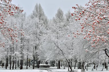 Beyaz karla kaplı Şehir Parkı ve rowanberry ağaçları ile ön plan - pitoresk kış manzarası, kırmızı meyveler 
