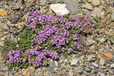 Sürünen kekik (Thymus serpullum) yakın kadar Altay Dağları, Rusya taş toprak üzerinde çiçek açmış. Farmakoloji, yemek, kozmetik, tıbbi tesisleri Bahçe