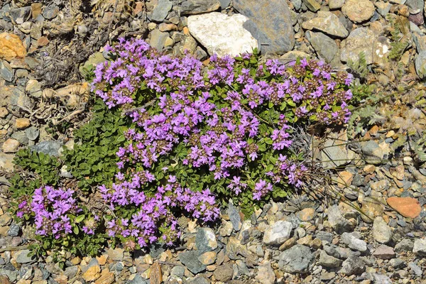 Bloeiende Kruipende Tijm Thymus Serpullum Dicht Omhoog Een Stenen Grond — Stockfoto