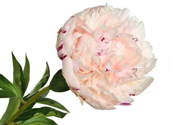 Beautiful Gentle White Pink Peony Close White Background Isolated Green — Stock Photo, Image