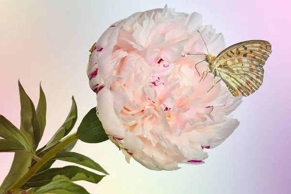 Bella Farfalla Delicato Fiore Peonia Rosa Crema Con Foglie Verdi — Foto Stock
