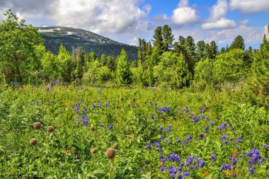 Güzel yaz manzara mavi aquilegia, turuncu Trollius asiaticus, tomurcukları endemik şifalı bitki Rhaponticum carthamoides Altay Dağları, Rusya ile çiçeklenme alpin çayır