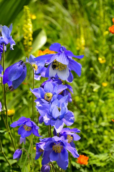 Krásné Modré Květy Aquilegia Žláznatá Zblízka Rostoucí Vysokohorské Alpínské Louky — Stock fotografie