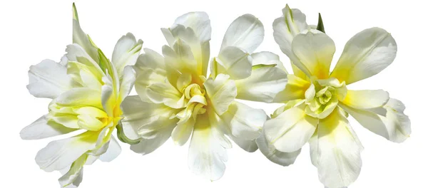 三美丽的新鲜柔和的白色黄色郁金香在一个玻璃花瓶接近白色背景隔绝 春季花卉设计 顶级景观 — 图库照片