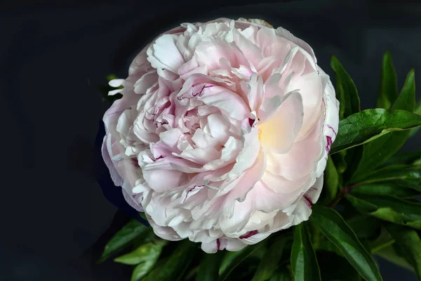 Bella Peonia Delicata Bianco Rosa Vicino Uno Sfondo Nero Isolato — Foto Stock