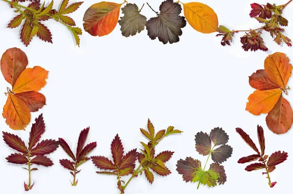 Set Van Verschillende Prachtige Veelkleurige Herfst Bladeren Vorm Van Frame — Stockfoto