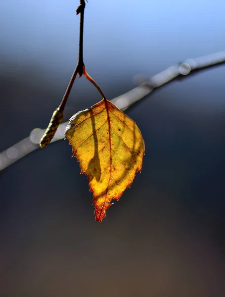 Eenzame Golden Leaf Opknoping Tak Zonlicht Met Selectieve Focus Mooie — Stockfoto