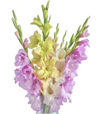 Romantik buket güzel Glayöl çiçek vazoda beyaz - narin çiçek arka plan izole pastel renklerin