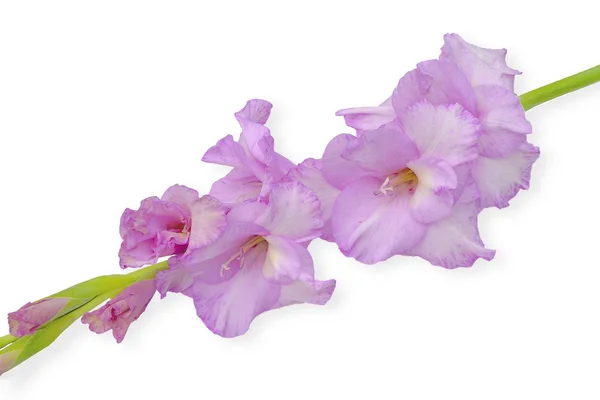 Romantiska Vackra Gladiolus Blomma Mild Lila Färg Närbild Isolerad Vit — Stockfoto