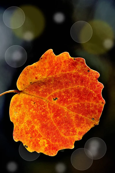 Φωτεινό Πορτοκαλί Φθινοπωρινό Φύλλο Του Aspen Σκούρο Φόντο Bokeh Λεπτομέρεια — Φωτογραφία Αρχείου