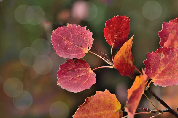Bright Colorful Autumnal Leafs Aspen Branch Dark Background Bokeh Detail — Stock Photo, Image