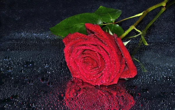 Singola Rosa Rossa Bagnata Brillante Con Foglie Sacco Goccioline Acqua — Foto Stock