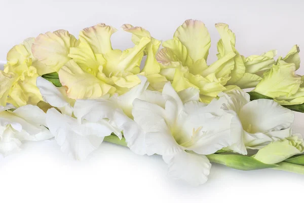 一束柔和的白色和黄色的唐菖蒲花 花瓣边缘呈波浪状 在白色背景下被隔绝 美丽的花卉元素的设计 — 图库照片
