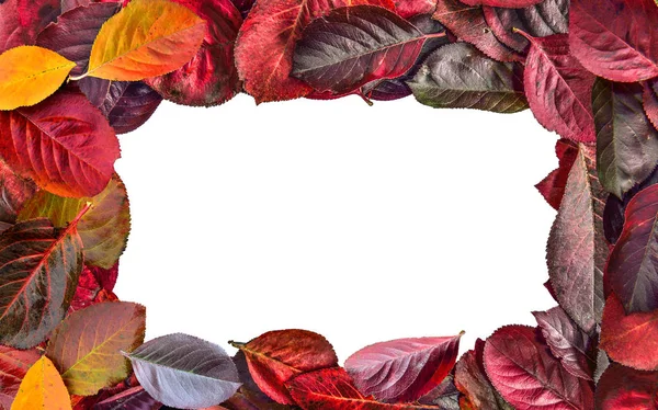Bright Colorful Frame Aronia Melanocarpa Chokeberry Autumn Leaves Close White — Stock Photo, Image