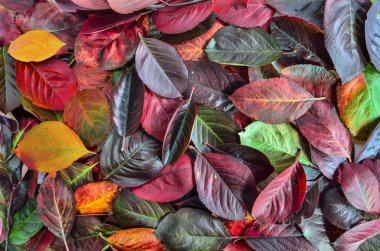 Up - Mevsimlik arka plan doku yakın canlı renkli sonbahar yaprakları. Çok renkli sonbahar zemin