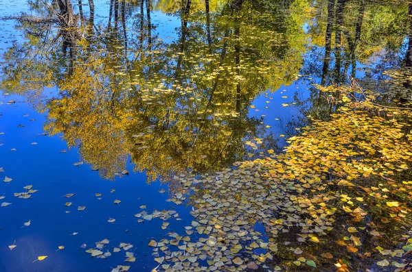 Pittoreske Herfst Landschap Gouden Gevallen Bladeren Drijvend Het Wateroppervlak Van — Stockfoto