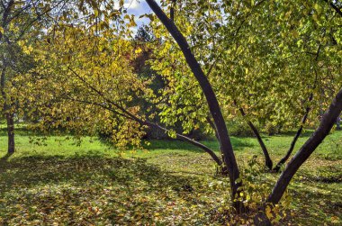 Güneş ışığı ve gölgeler ile çok renkli paleti Sonbahar Doğa Park - Eylül sıcak güneşli manzara sonbahar