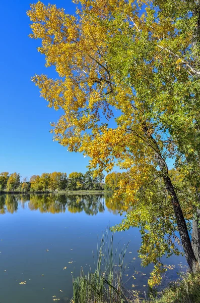 Folhagem Dourada Árvore Queda Perto Lago Refletida Água Azul Paisagem — Fotografia de Stock