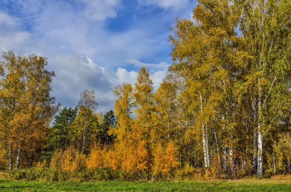 Huş Ağaçları Sonbahar Orman Sezon Parlak Altın Yapraklarla Güzel Romantik — Stok fotoğraf