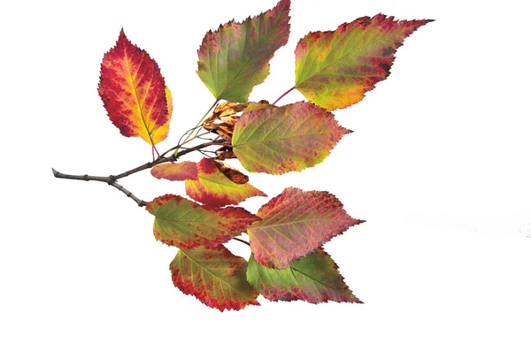 Herfst Tak Van Tartaars Esdoorn Acer Tataricum Met Kleurrijke Bladeren — Stockfoto