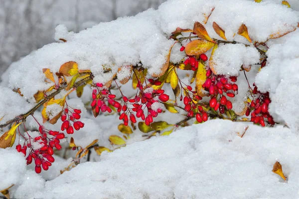 Ága Mahónia Piros Bogyós Gyümölcsök Színes Őszi Levelek Első Bolyhos — Stock Fotó