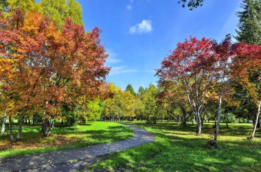 Sonbahar şehir parkı ile çim sonbahar manzara mavi gökyüzü ile parlak güneşli bir günde, ağaçları ile çok renkli yeşillik ve kırmızı rowan ağaçlar - arasındaki geçit ile rahat köşesinde