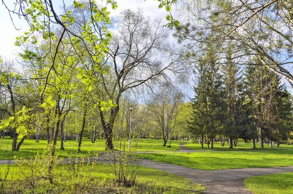 Весенний Пейзаж Городском Парке Яркой Молодой Зеленью Теплый Солнечный День — стоковое фото