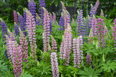 Güzel çiçek pembe, mavi ve mor lupines çiçek çayır - hassas yaz çiçek arka plan üzerinde